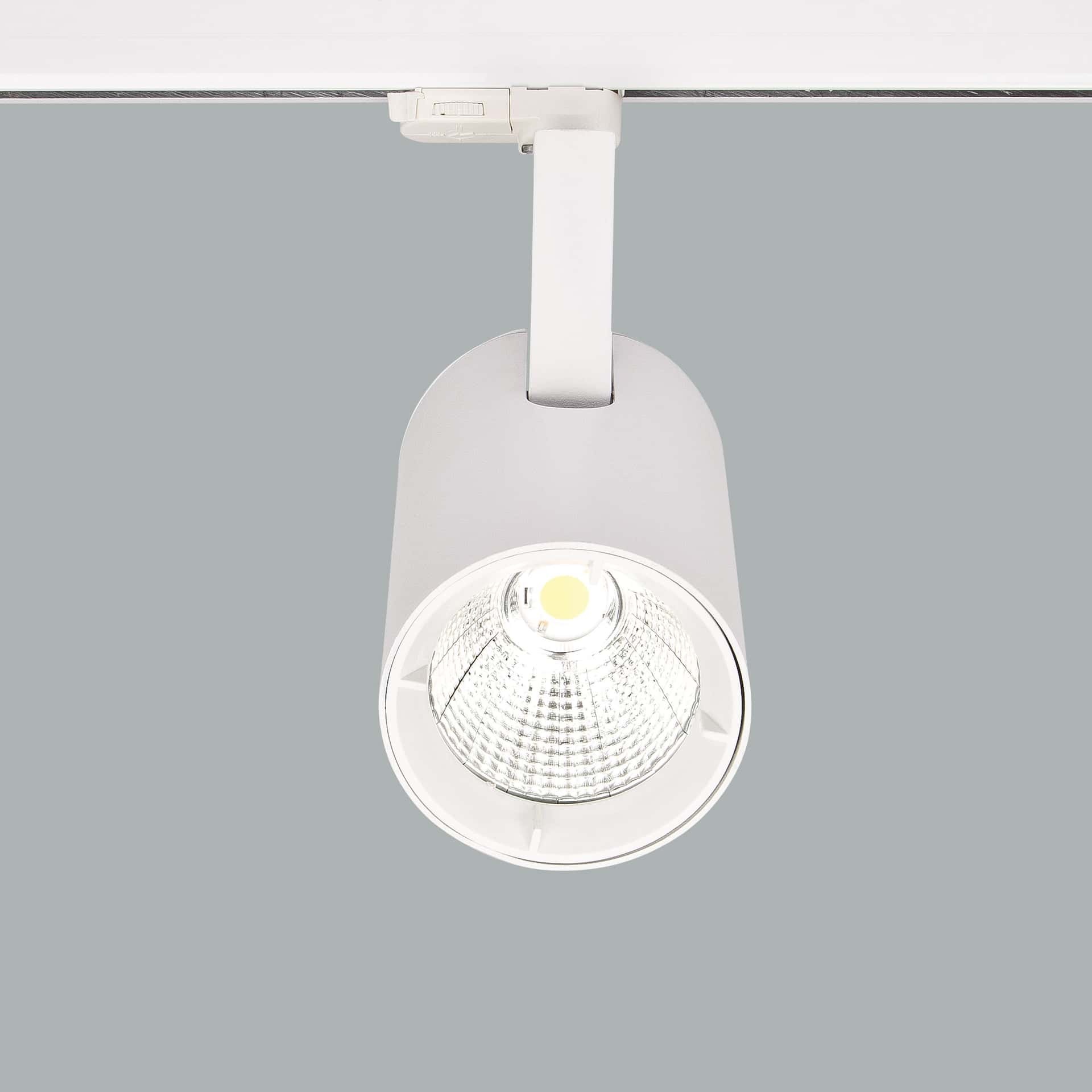 Ray - image 4